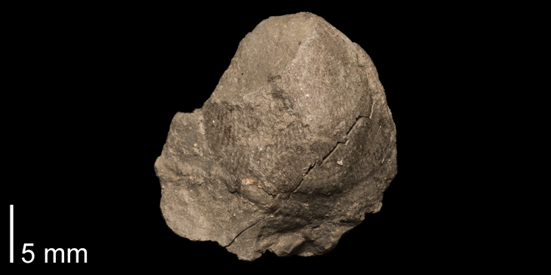 <i>Trachycardium kansasense</i> from the Kiowa Formation of McPherson County, Kansas (FHSMIP 1115).