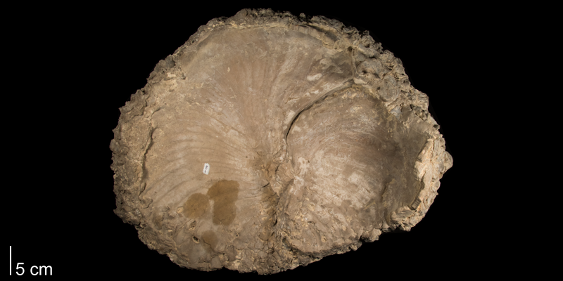 <i>Volviceramus grandis</i> from the Niobrara Formation (Smoky Hill Member) of Kansas (FHSMIP 727).