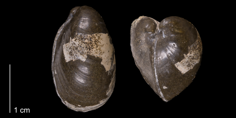 <i>Crenella elegantula</i> from the Fox Hills Formation (Trail City Member) of Corson County, South Dakota (YPM 24096).