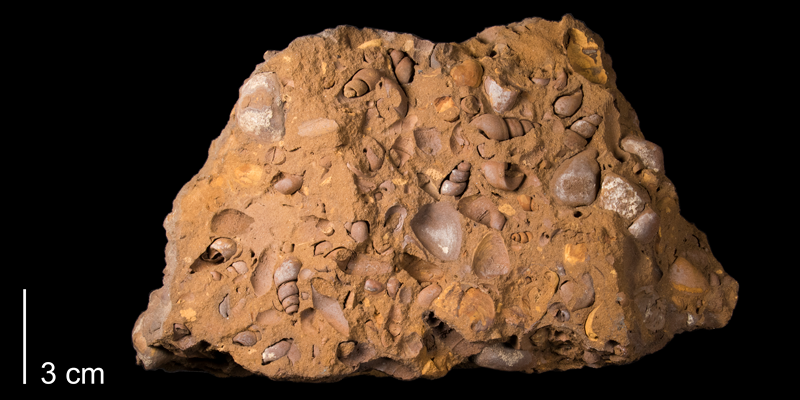 <i>Corbula smolanensis</i> from the Dakota Formation of Russell County, Kansas (FHSMIP 668).