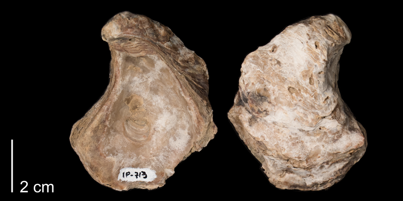 <i>Crassostrea kiowana</i> from the Kiowa Formation of Clark County, Kansas (FHSMIP 713).