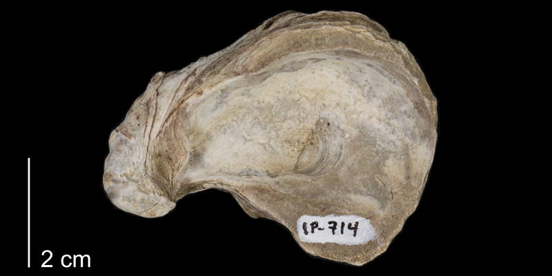 <i>Crassostrea kiowana</i> from the Kiowa Formation of Clark County, Kansas (FHSMIP 714a).