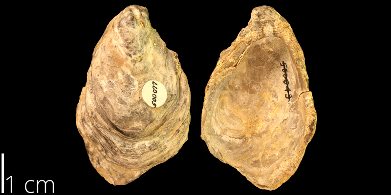 <i> Crassostrea kiowana </i> from the Albian Kiowa Fm. of Kiowa County, Kansas (KUMIP 500077).