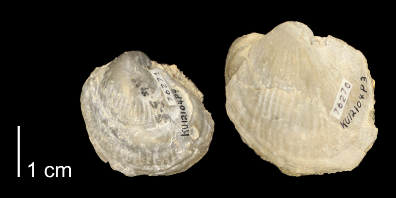 <i>Exogyra columbella</i> from the Graneros Shale of Russell County, Kansas (KUMIP76270-76271).