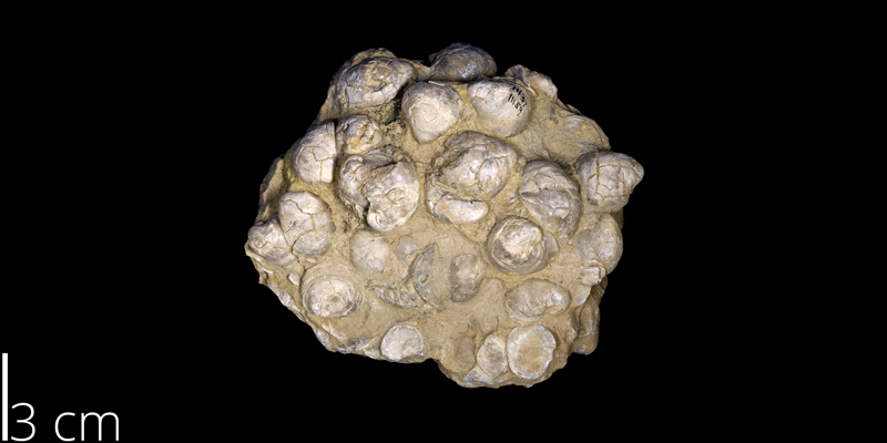 <i> Exogyra columbella </i> from the Late Cretaceous of Valencia County, New Mexico (UNM 11159).