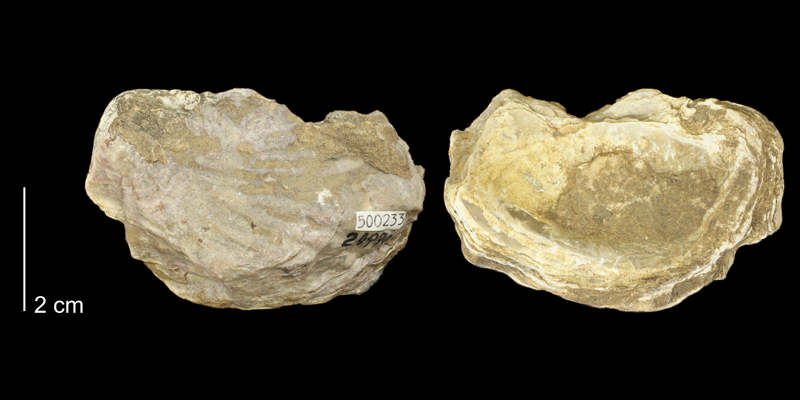 <i>Exogyra texana</i> from the Kiowa Formation of Kiowa County, Kansas (KUMIP 500233).