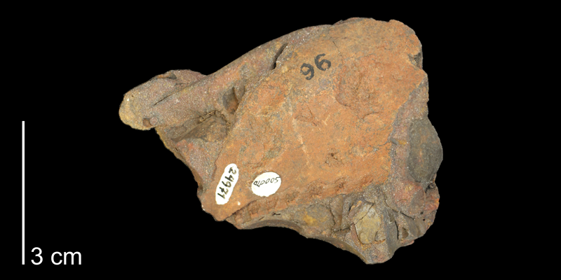 <i>Gervillia mudgeana</i> from the Kiowa Formation (Mentor Beds) of Saline County, Kansas (KUMIP 500070).