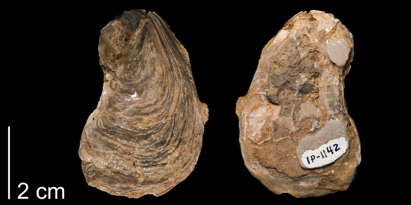 <i>Gryphaea corrugata</i> from the Kiowa Formation of Kansas (FHSMIP 1142).