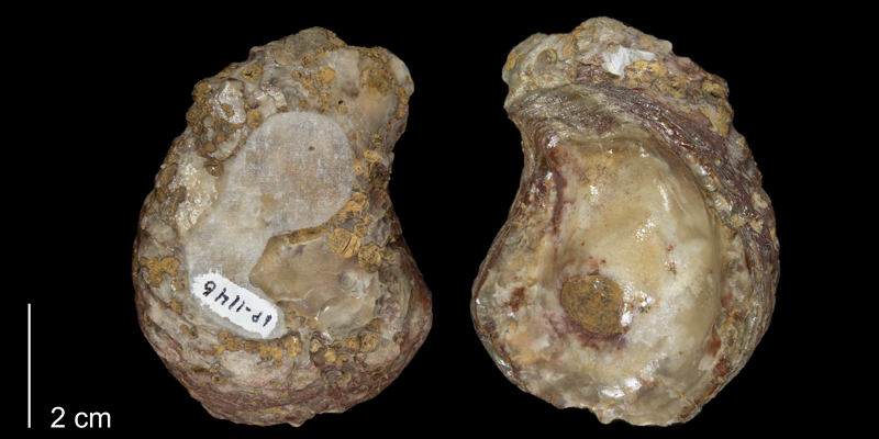 <i>Gryphaea corrugata</i> from the Kiowa Formation of Kiowa County, Kansas (FHSMIP 1146).