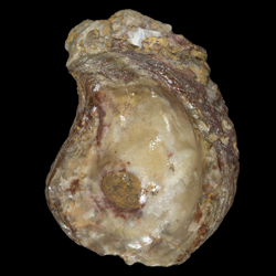 Gryphaea corrugata