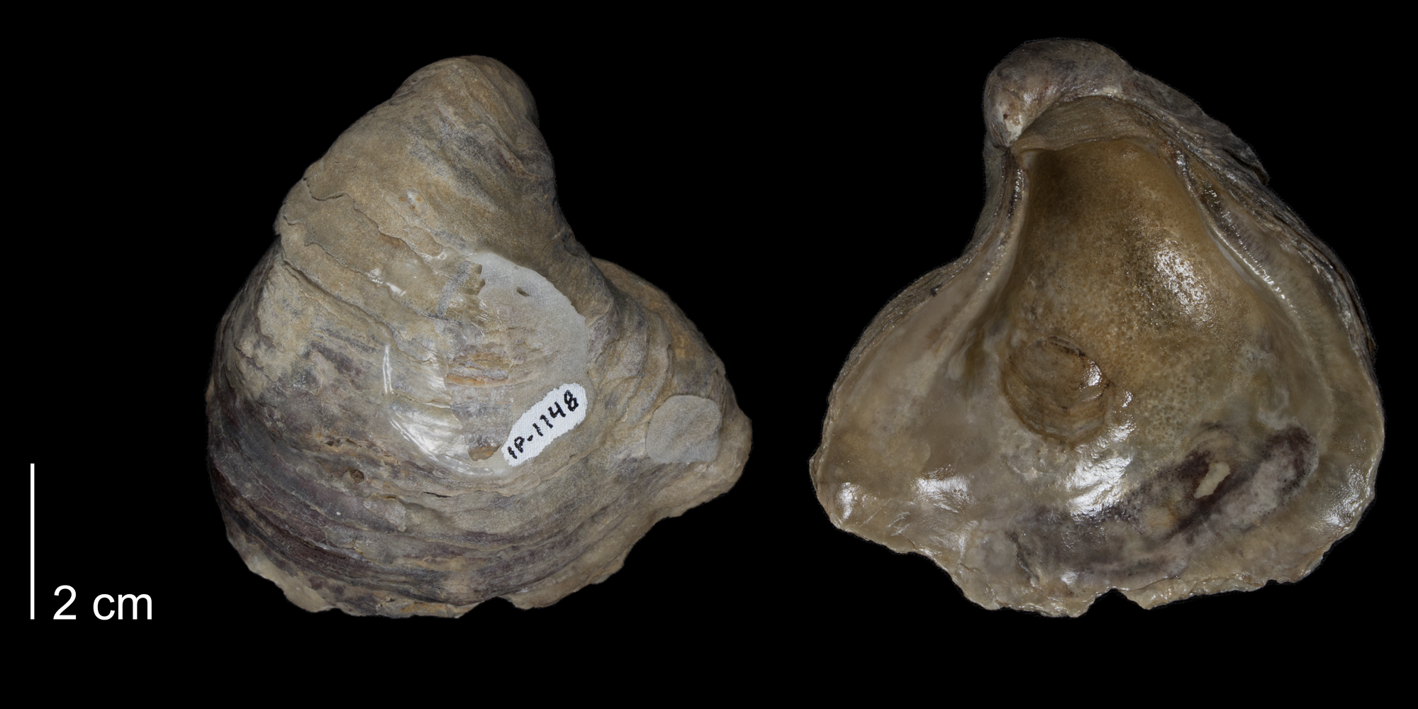 <i>Gryphaea corrugata</i> from the Kiowa Formation of Kiowa County, Kansas (FHSMIP 1148).