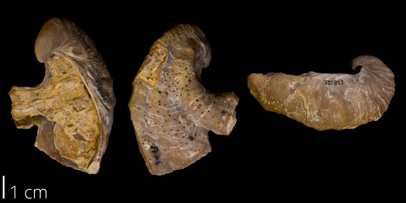 <i>Gryphaea mucronata</i> from the Early Cretaceous Del Rio Formation of Denton County, Texas (YPM 538025).