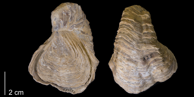 <i>Gryphaea mucronata</i> from the Early Cretaceous Del Rio Formation of Denton County, Texas (YPM 537552).