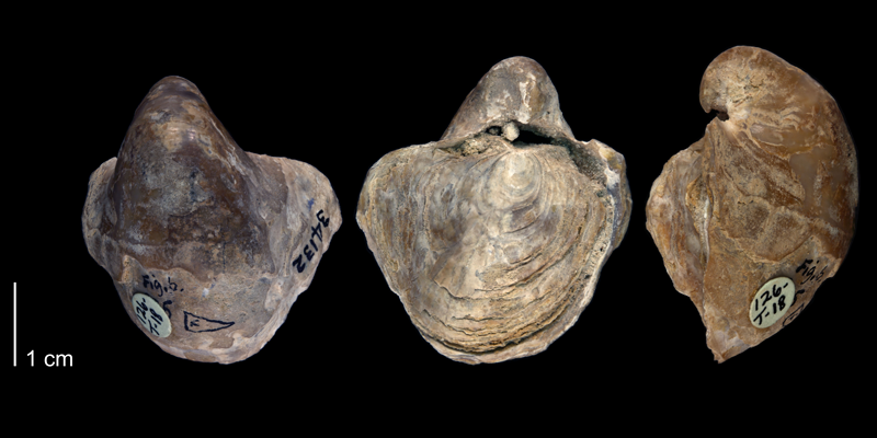 <i>Gryphaea washitensis</i> from the Denton Formation of Johnson County, Texas (UT BEG 34132).