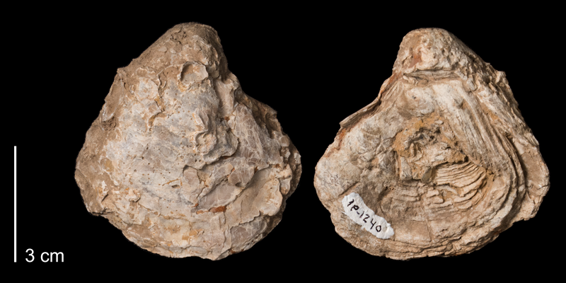 <i>Gryphaea washitensis</i> from the Kiowa Formation of Kiowa County, Kansas (FHSM 1240).