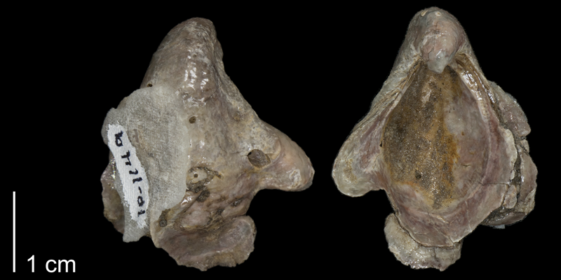 <i> Gryphaea washitensis </i> from the Kiowa Fm. of Kiowa County, Kansas (FHSMIP 1149).