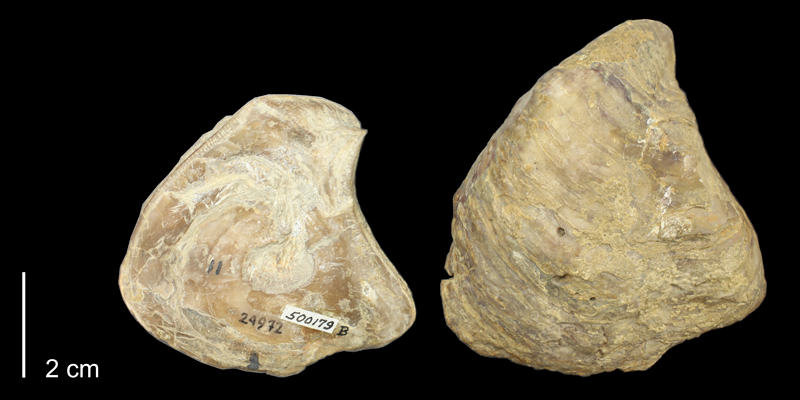 <i>Gryphaea corrugata</i> from the Kiowa Formation of Kiowa County, Kansas (KUMIP 500179).