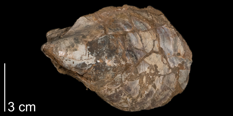 <i>Inoceramus balticus</i> from the Carlile Formation (Blue Hill Member) of Smith County, Kansas (FHSMIP 592).