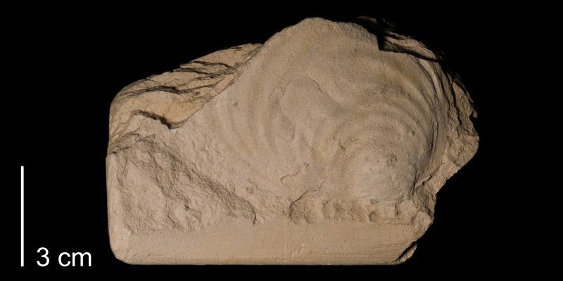 <i>Inoceramus balticus</i> from the Niobrara Formation (Smoky Hill Member) of Rooks County, Kansas (FHSMIP 987).