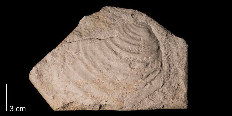 <i>Inoceramus balticus</i> from the Niobrara Formation (Smoky Hill Member) of Rooks County, Kansas (FHSMIP 989).