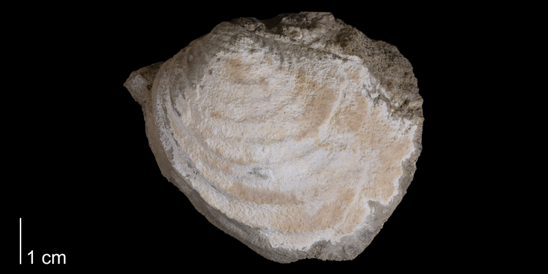 <i>Inoceramus balticus</i> from the Telegraph Creek Formation (Elk Basin Sandstone) of Carbon County, Montana (YPM 34714).