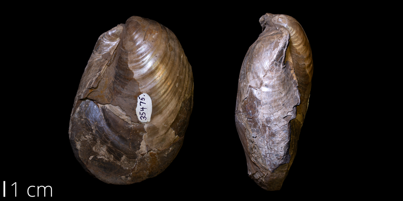 <i>Inoceramus barabini</i> from the Pierre Shale of Niobrara County, Wyoming (YPM 35475).