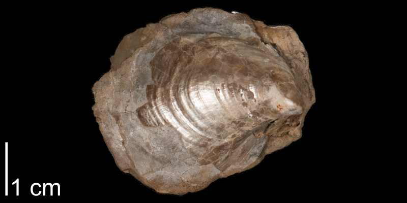 <i>Inoceramus bouabuiui</i> from the Carlile Formation (Blue Hill Member) of Smith County, Kansas (FHSMIP 593).