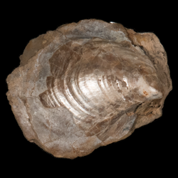 Inoceramus bouabuiui