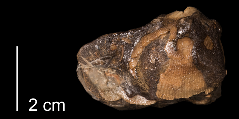 <i>Leptosolen otternsis</i> from the Kiowa Formation of Kiowa County, Kansas (FHSMIP 1152).