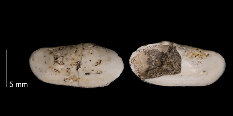 <i>Malletia evansi</i> from the Fox Hills Formation (Timber Lake Member) of Dewey County, South Dakota (YPM 23981).