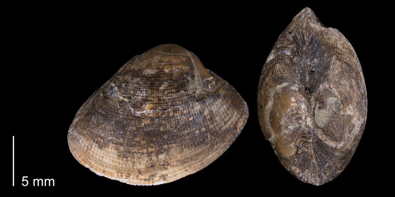 <i>Nucula cancellata</i> from the Fox Hills Formation (Timber Lake Member) of Dewey County, South Dakota (YPM 23947).