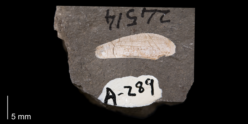 Paratype of <i>Nuculana grandensis</i> of the Fox Hills Formation (Trail City Member) of Corson County, South Dakota (YPM 24514).