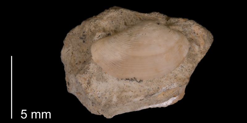 <i>Nuculana scitula</i> from the Fox Hills Formation (Trail City Member) of Ziebach County (South Dakota) (YPM 23970).