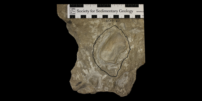 Holotype of <i>Ostrea anceps</i> from the Greenhorn Limestone (Lincoln Shale Member) of Mitchell County, Kansas (KUMIP 113190).
