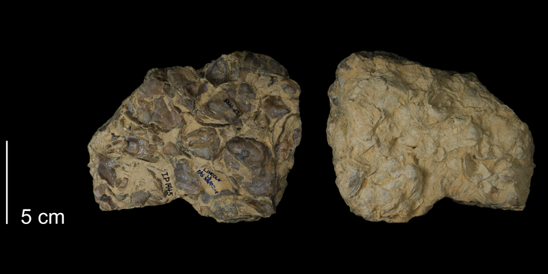 <i>Ostrea beloiti</i> from the Greenhorn Formation of Animas County, Colorado (FHSMIP 1445).