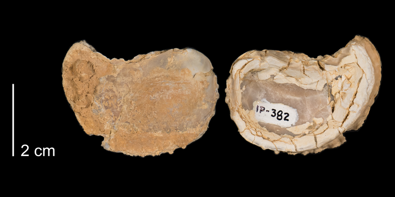 <i>Ostrea beloiti</i> from the Niobrara Formation (Smoky Hill Member) of Logan County, Kansas (FHSMIP 382).