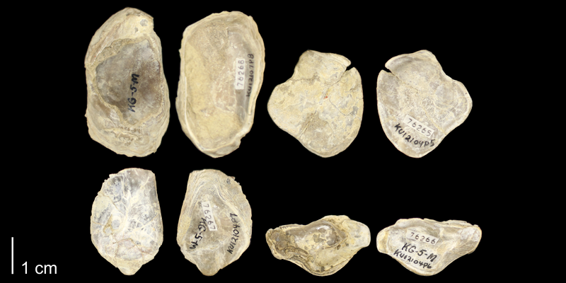 <i>Ostrea beloiti</i> from the Graneros Shale of Russell County, Kansas (KUMIP76265-76268).