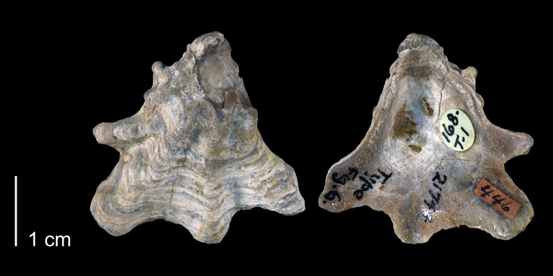 <i>Ostrea crenulimargo</i> from the Glenrose Formation of Montague County, Texas (BEG 21744).