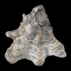 Ostrea crenulimargo