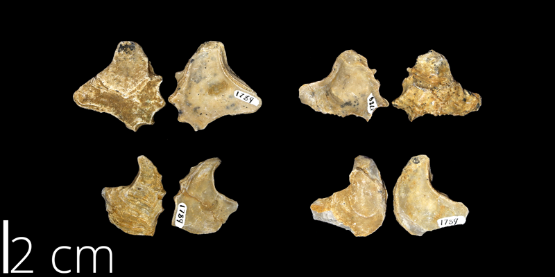 <i> Ostrea crenulimargo </i> from the Late Cretaceous of Lubbock County, Texas (UNM 894).