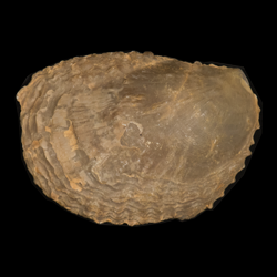 Ostrea glabera