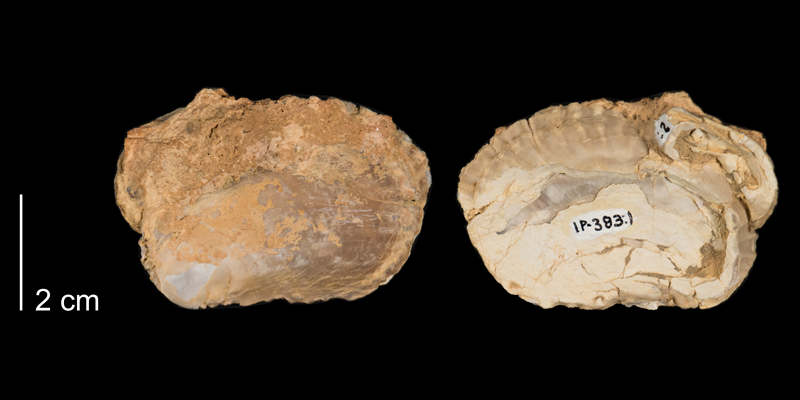 <i>Ostrea maxima</i> from the Niobrara Formation (Smoky Hill Member) of Logan County, Kansas (FHSMIP 383).