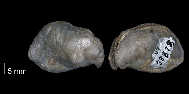 <i>Ostrea perversa</i> (UT 38873).