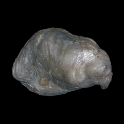 Ostrea perversa