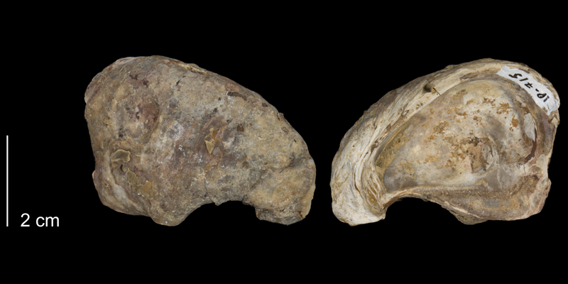 <i>Ostrea titan</i> from the Kiowa Formation of Clark County, Kansas (FHSMIP 715).