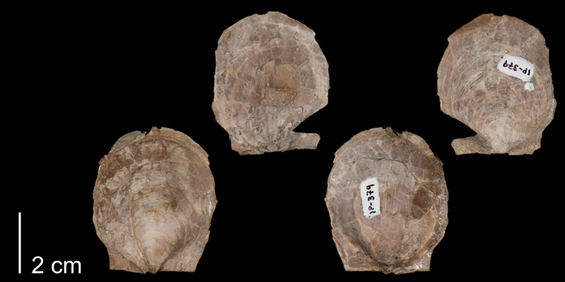 <i>Pecten bonneri</i> from the Niobrara Formation (Smoky Hill Member) of Logan County, Kansas (FHMIP 379).