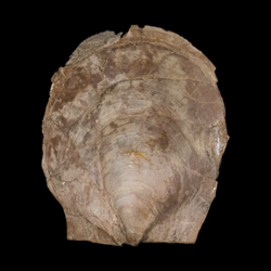 Pecten bonneri