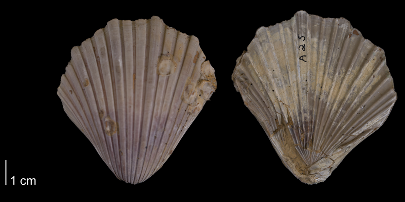 <i>Pecten texana</i> from the Del Rio Formation of Denton County, Texas (YPM 527311).