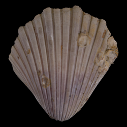 Pecten texana