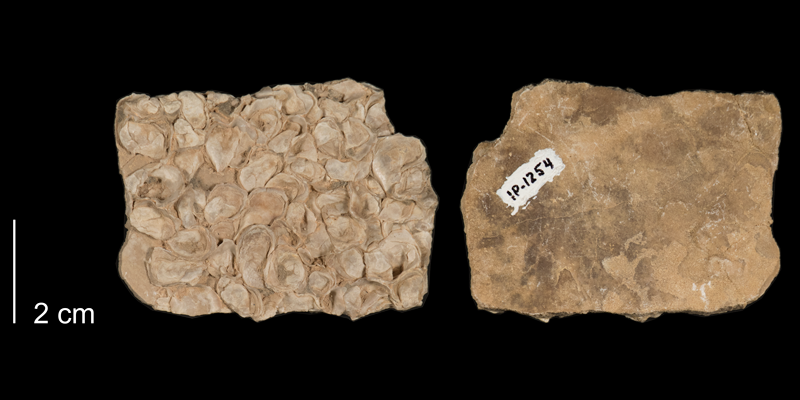 <i>Pseudoperna bentmersis</i> from the Niobrara Formation (Smoky Hill Member) of Kansas (FHSMIP 1254).